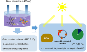 Reaction Kinetics of Singlet Oxygen with an Extracellular Antibiotic Resistance Gene (e-ARG) and Its Implications for the e‑ARG Photodegradation Pathway in Sunlit Surface Water